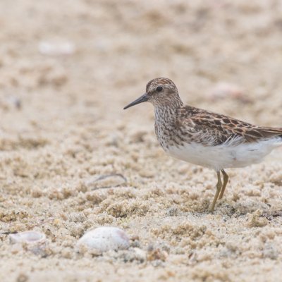 bird with white body and grey feathers standing in sand
